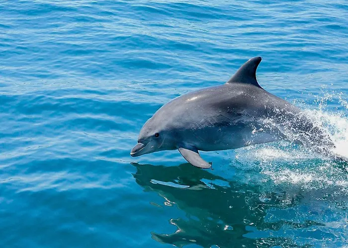 Βίλα V4, Jardins Branqueira4 Near Beach, *